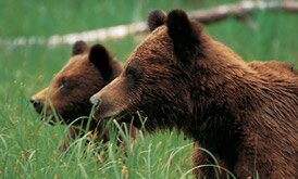 Spring cubs in Southeast Alaska